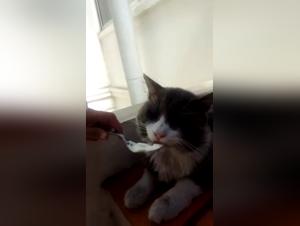 Bestiality Sex Video with a Dog