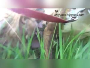 Extreme Sex Scene with a Dog