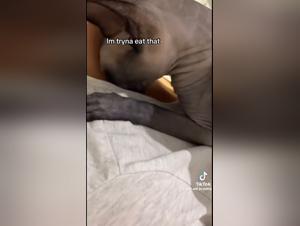 troie rabbia, orgasmi selvatici con animali