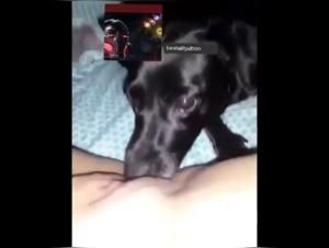 Dog sex video