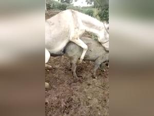 Video of extreme zoophilia with a horse