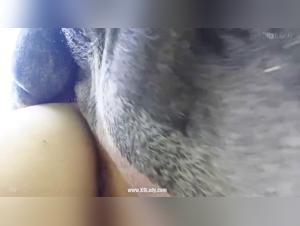 Zoophilic Scenes: Salopy Beget Sucks Dog, Salope Maniac Sex with Dog