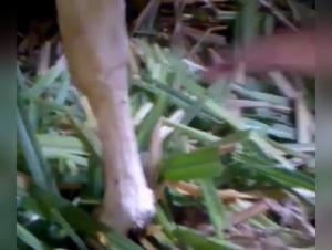 Hard Zoophilia Scenes with a Goat