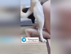 Prima parte di un'ossessione per gli animali: tensione e desiderio