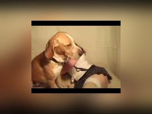 Bestiality and Zoophilia Videos