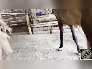 Bestiality with a horse: a woman subjected to forbidden pleasures