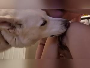 Forbidden Pleasures: Dog Cumming Central