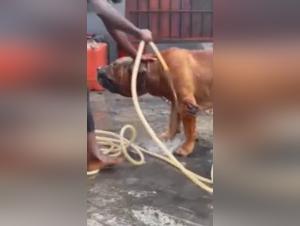 Bestiality sex video with dog