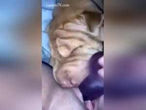 Amateur video of bestiality sex with a naughty woman and a dog
