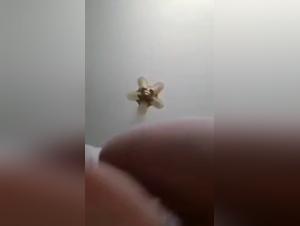 ZooyouPorn: impulsi di animali esacerbati