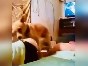 Dog sex video: an extreme experience