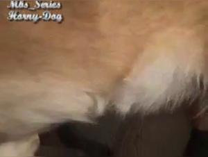 Sex scene with a dog: a naughty woman and her pet