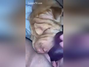 Vidéo amateur de sexe avec un chien