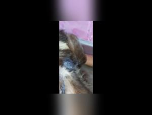 Puppy high: el descenso a los infiernos de un asunto bestial