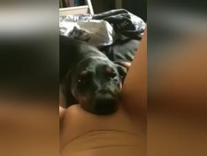 how long does dog sex take