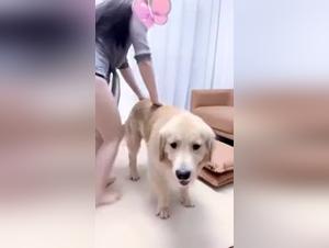 Girl fucks dog: Separating Fact from Fiction