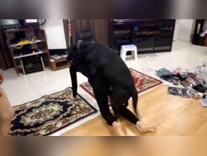 Discover the Best of Bestiality Sex