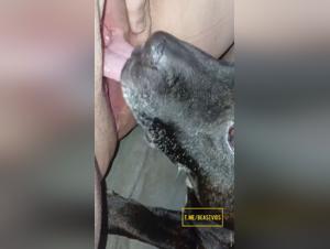 Lick, fa schifo, delirio animale: visione estrema