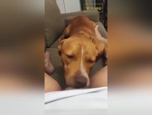 Desideri insoddisfatti: donne attratte dal potere canino