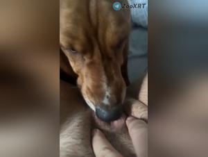 Leccare l'estasi del cane