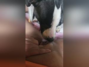 Watch this cougar and female dog video