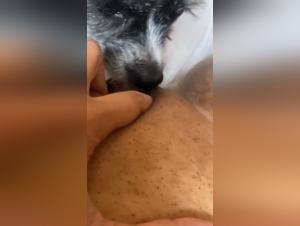 Hundedominanz: Wo Verlangen und tierischer Instinkt aufeinander treffen