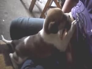 Explore the Art of Zoophilia on ArtofZoo