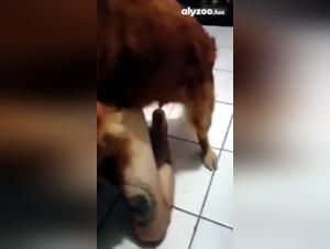 Entfesseln Sie Ihren Drang mit unseren exklusiven und furchtlosen Hundesex-Videos.