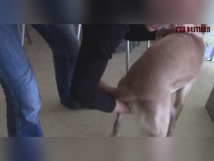 canine power, female submission