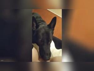 Troie e cani: passione infernale in azione