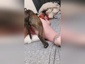 Dog Sex Video