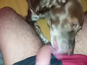 Watch this Slut Get Licked and Fucked by a Dog