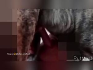 Bestiality videos for thrill seekers