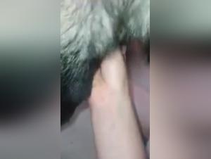 Discover Zoofbahia, the Reference Site for Zoophilia and Bestial Sex