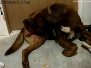 Hundesexvideos: intensive und aufregende Momente