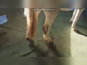 Woman and Horse: A Forbidden Meeting