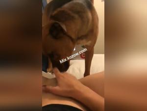 Extreme Momente mit Hunden