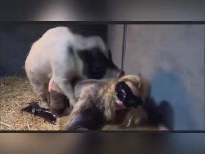 Hardcore and Exciting Scenes