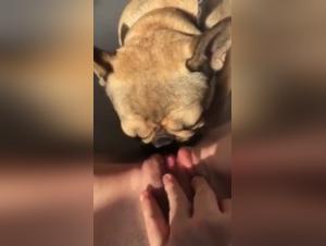 Watch family and their dog in extreme beastly sex video