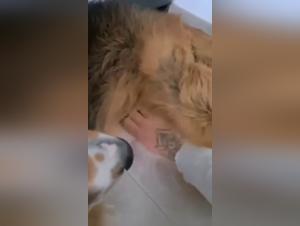 Vidéo de Sexe avec Chien: Regardez Cette Femme S'abandonner à Ses Désirs