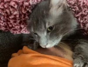 Zoophilia video: a satisfied feline pussy