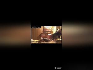 Experience the Thrill of Dog Sex