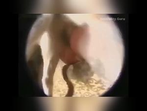 Ragazze lesbiche che scopano con cani, zoo di creampie, porno di sesso di compilation