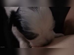 Bestiality and extreme sex: a unique experience