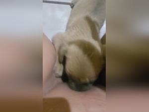 Video of extreme zoophilia with a woman and her dog