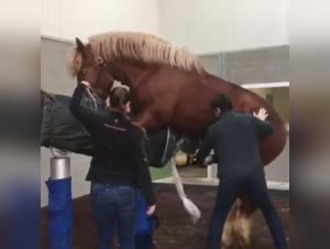 Sex video with a horse: a hard scene not to be missed