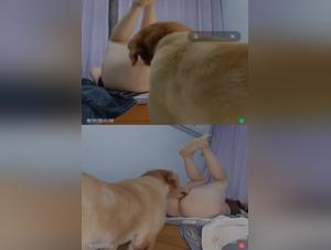 Les causes et les solutions du probleme de libido chez les chiens
