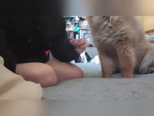 Dog Sex Video: An Extreme Experience