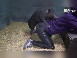 Bestiality sex scene with a slut and her canine friend