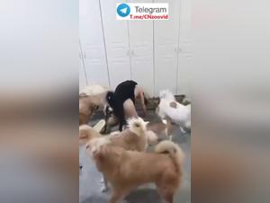 Massen der Begierde: Frauen, die von der Sinnlichkeit chinesischer Hunde verzaubert sind.